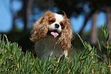 CAVALIER KING CHARLES 325